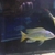 BUCCOCHROMIS RHOADESII WILD CAUGHT - 15 POUND
