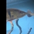 Peacock bass
