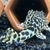 12 x Adult Breeding L134 l leopard frog plecos