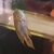 Wanted two adult female Apistogramma Agassizis