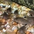 Corydoras Trilineatus