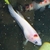 Male Betta Koi plakats £10 each