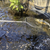 Various Koi Carp