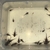 Zebra Pleco L046 juveniles and adults available