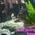 Selling up everything prices in photos cichlid tetra community fish and plants e