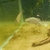 Rare Livebearers - Zoogoneticus tequila