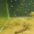 Rare Livebearers - Zoogoneticus tequila