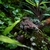 Fire Belly Toad Bombina orientalis