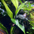 Fire Belly Toad Bombina orientalis