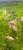 50+ Healthy Platy Fry for Sale – Collection Only
