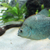 5-6 inch violet line piranha very rare £250