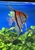 Large Manacapura Angelfish