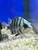 Multiple fish for sale