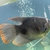Giant Red Gourami