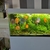 Discus and other tropical fish for sale. Shutting down down tank
