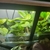 54” x 16” x 20”h aquarium with sump etc