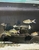 Various fish job lot