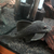 L330 Watermelon Pleco 9 inches £150