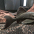 L330 Watermelon Pleco 9 inches £150