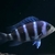 1st Gen Tank Bred Blue Zaire Moba Frontosa Cichlids