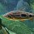 5 x Large Strawberry Leporinus