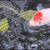 Various koi fish for sale