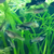 Blue Panda Guppies Breeding Pair- Tropical Fish
