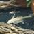 Lemon Longfin Blue eye Bristlenose Pleco 3-4cm Tropical Fish