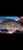 Leucosticta Geophagus x 6
