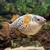 Topaz Puffer Group