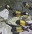 Group of adult ikola kaiser