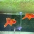 2x Oranda Fancy Goldfish 5-6 cms