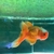 2x Oranda Fancy Goldfish 5-6 cms