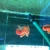 2x Oranda Fancy Goldfish 5-6 cms