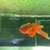 2x Oranda Fancy Goldfish 5-6 cms