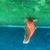 2x Oranda Fancy Goldfish 5-6 cms