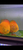 Confirmed breeding pair orange melon Discus for sale