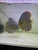 Confirmed breeding pair Turquoise Discus for sale