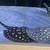 Bd x p14 female £150