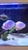 2 Breeding Pair Red Albino Oscar And A Tiger Oscar Cichlid 10-11 Inch