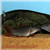 Red Tail Botia Loaches x3
