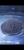 Motoro Stingray pup approx 7 inch