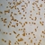 Moina macrocopa & Daphnia pulex Starter Cultures Free P&P