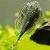 HILLSTREAM LOACH  SEWELLIA LINEOLATA  FISH, ALGAE EATER