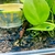 10x Blue Neocaridina Cherry Shrimps, High Grade. Delivery or free collection LDN