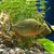Red Belly Piranhas x3 free  