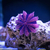 CORALS, CLEAN UP CREW, INVERTS AND MARINE FISH  