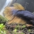 2 x Female Fighting Fish Halfmoon Mustard Gas Betta Splendens
