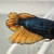 2 x Female Fighting Fish Halfmoon Mustard Gas Betta Splendens