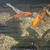 Kio XXL Mature, Various Types, All good sizes, Pond, Equipment, Various, Some Ne